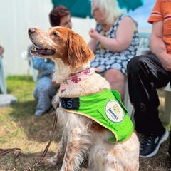 Galeria - Imagem 6 da Cães em formação visitam a ALADI para momento de avaliação