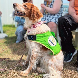 Imagem da Cães em formação visitam a ALADI para momento de avaliação