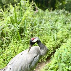 Galeria - Imagem 15 da Visita ao Parque Biológico de Gaia