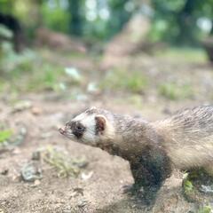 Galeria - Imagem 7 da Visita ao Parque Biológico de Gaia