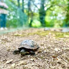 Galeria - Imagem 5 da Visita ao Parque Biológico de Gaia